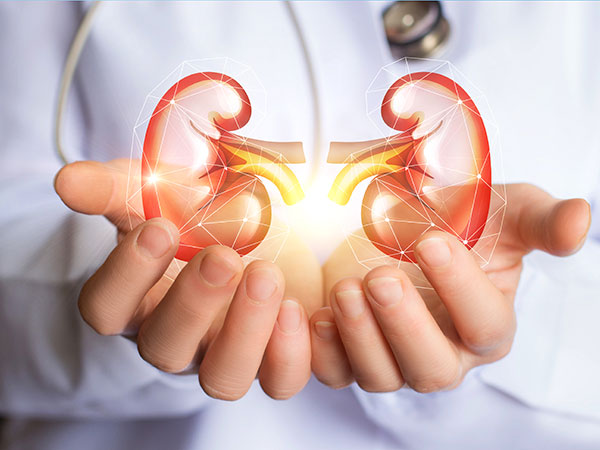 Why Are the Kidneys So Important?
